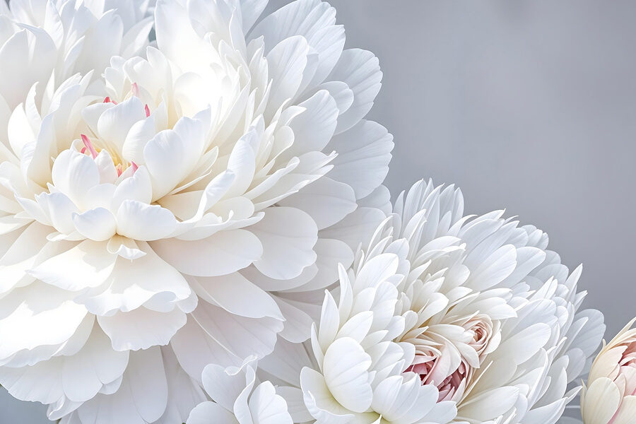 Gros plan sur des fleurs blanches Gros plan sur des fleurs blanches