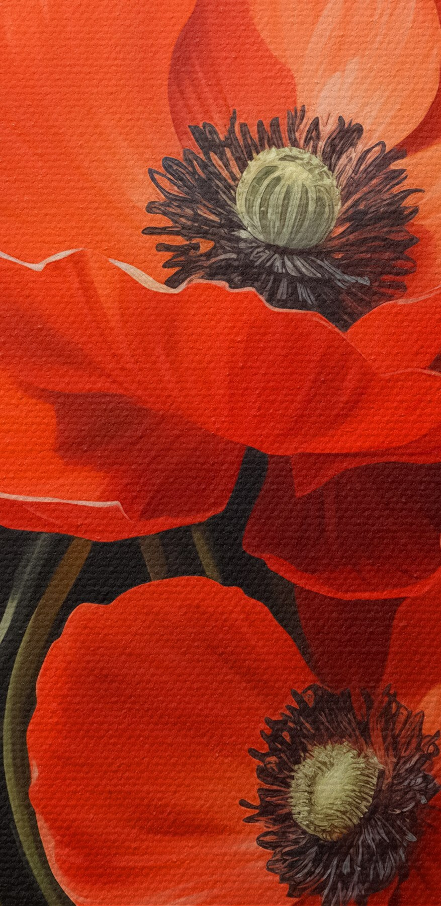 Gros plan sur des fleurs