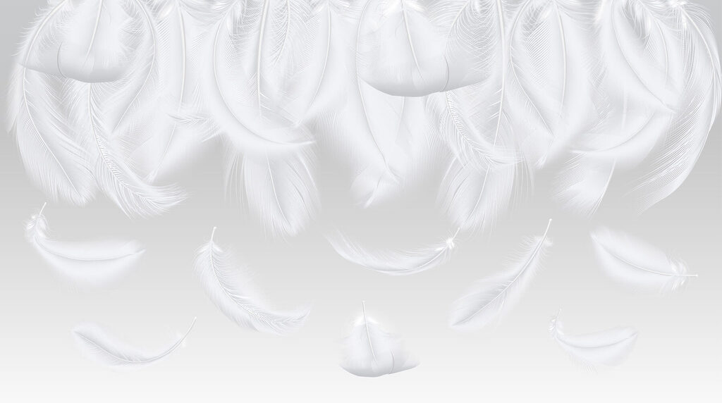Plumes blanches tombantes Plumes blanches tombantes