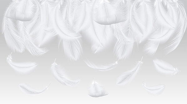 Plumes blanches tombantes Plumes blanches tombantes