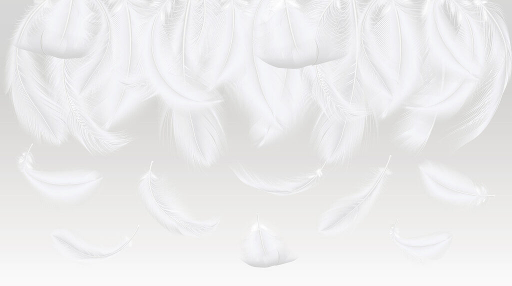 Plumes blanches tombantes Plumes blanches tombantes