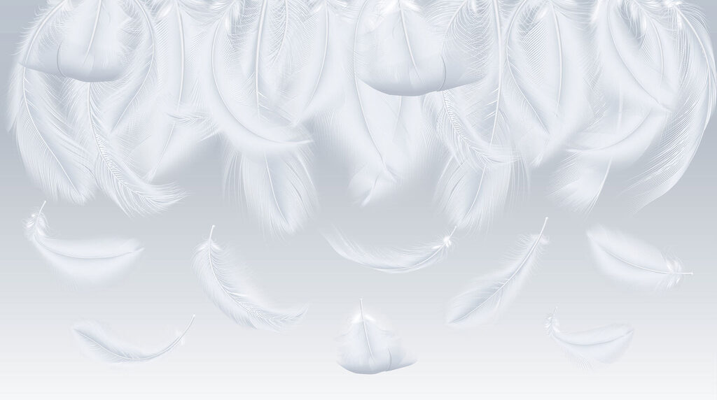 Plumes blanches tombantes Plumes blanches tombantes