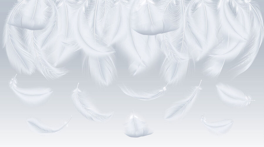 Plumes blanches tombantes