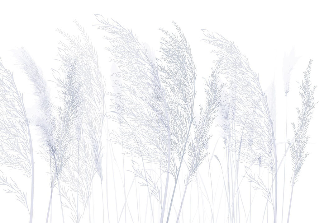 Groupe d'herbe sur fond blanc Groupe d'herbe sur fond blanc