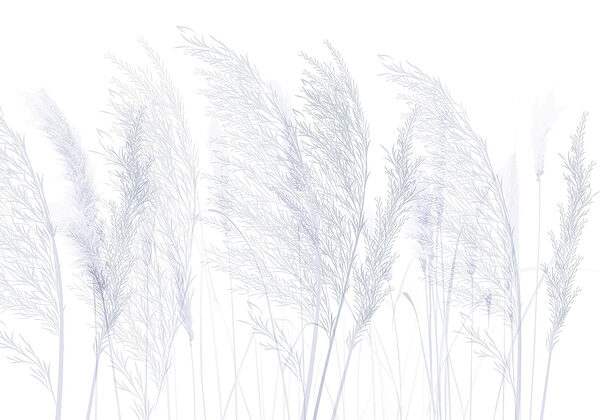 Groupe d'herbe sur fond blanc Groupe d'herbe sur fond blanc