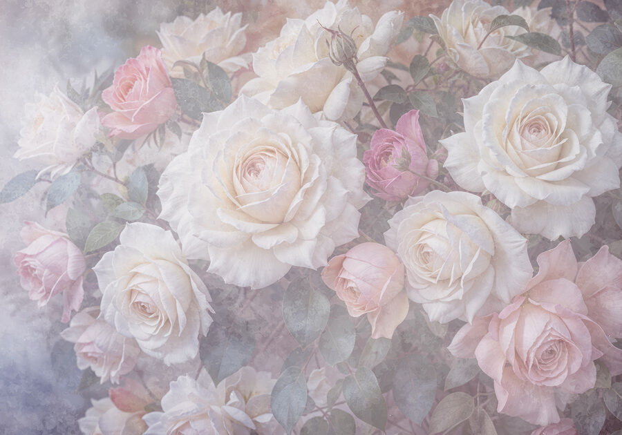 Groupe de roses blanches et roses