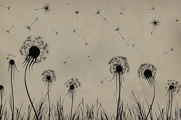 Pissenlits soufflant dans le vent Pissenlits soufflant dans le vent