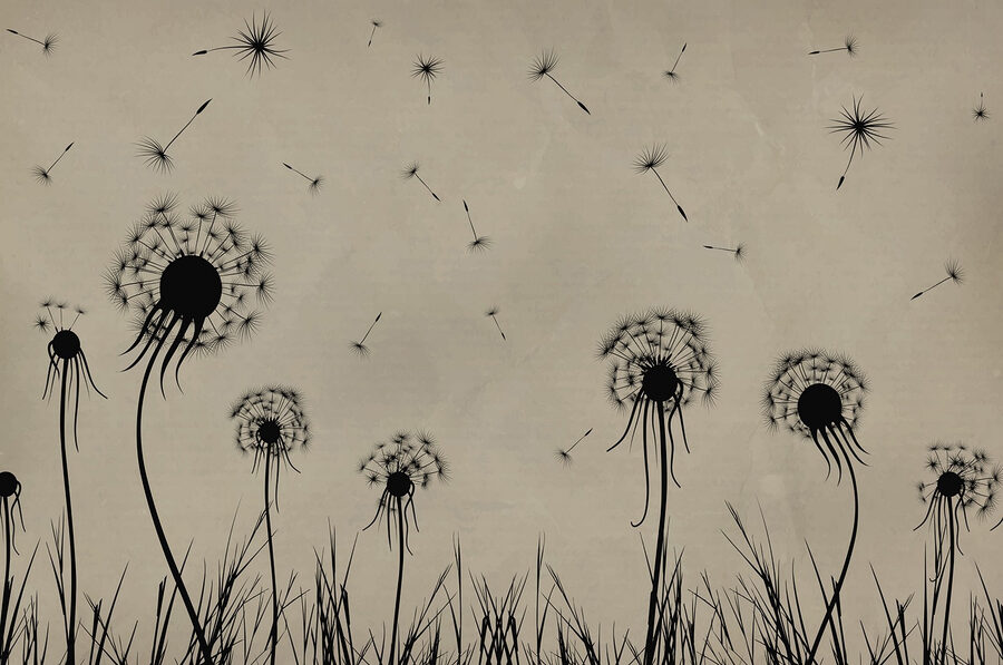 Pissenlits soufflant dans le vent