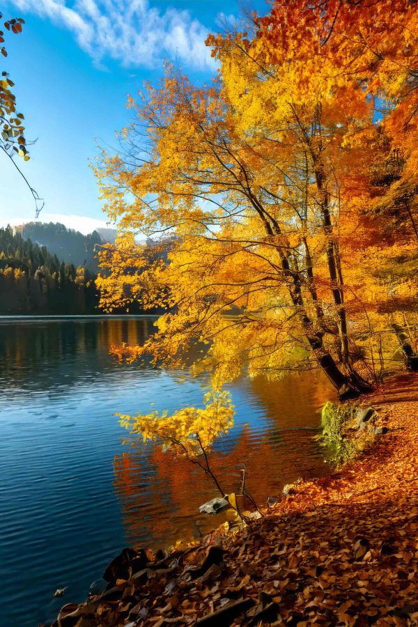 Lac avec des arbres et des feuilles sur le sol Lac avec des arbres et des feuilles sur le sol