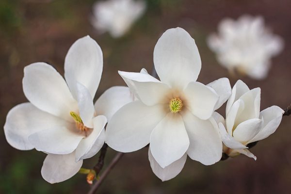 Groupe de fleurs blanches Groupe de fleurs blanches
