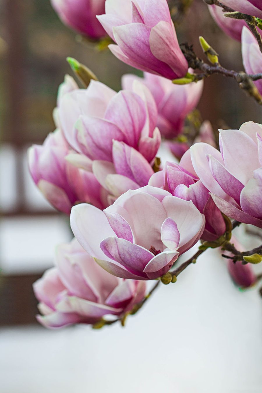 Les fleurs de magnolia du printemps nous appellent à nouveau.