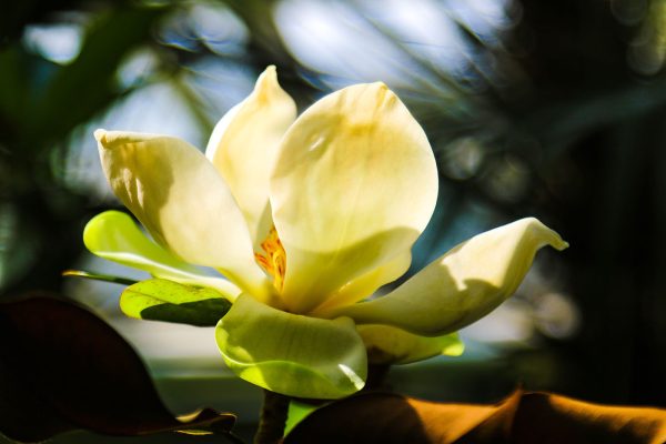 Magnolia crémeux, mis en valeur par la lumière Magnolia crémeux, mis en valeur par la lumière
