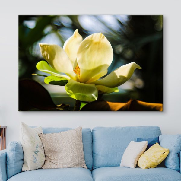 Magnolia crémeux, mis en valeur par la lumière Magnolia crémeux, mis en valeur par la lumière