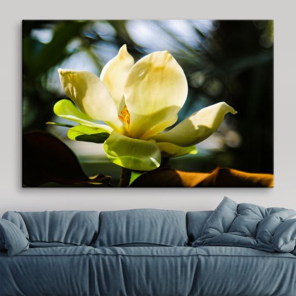Magnolia crémeux, mis en valeur par la lumière Magnolia crémeux, mis en valeur par la lumière