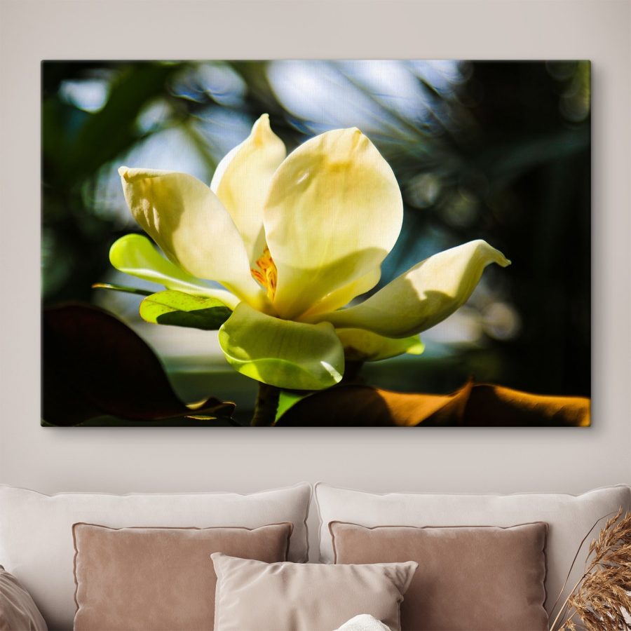 Magnolia crémeux, mis en valeur par la lumière