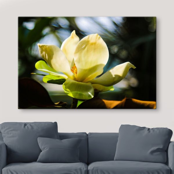 Magnolia crémeux, mis en valeur par la lumière Magnolia crémeux, mis en valeur par la lumière