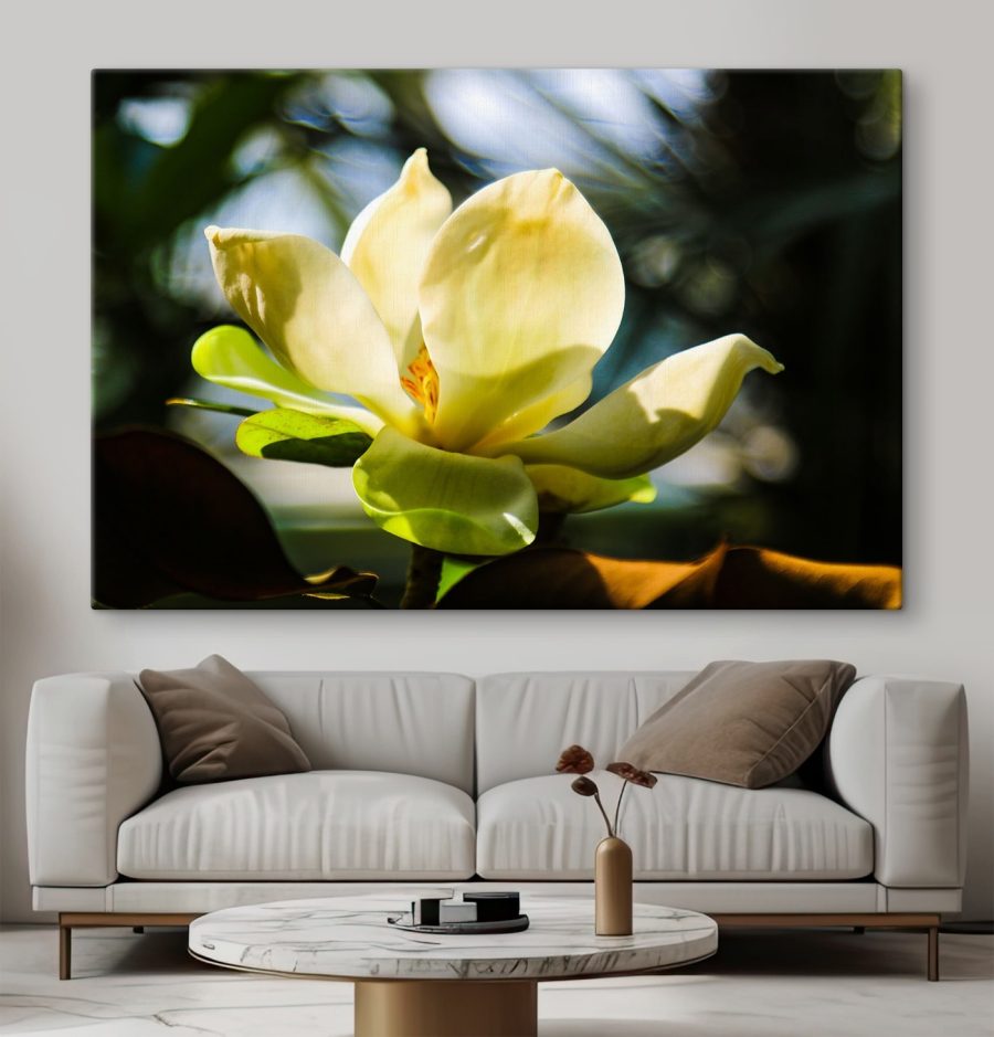 Magnolia crémeux, mis en valeur par la lumière