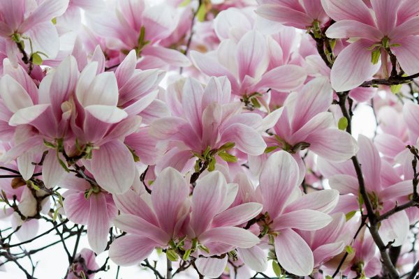 Groupe de fleurs roses Groupe de fleurs roses