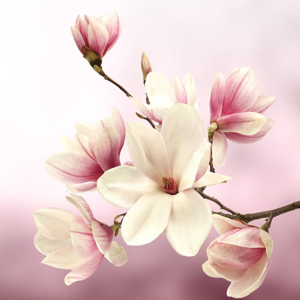 Chuchotements de printemps dans les tons blush Chuchotements de printemps dans les tons blush