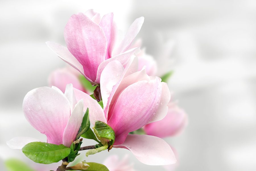 Magnolia rose en fleurs