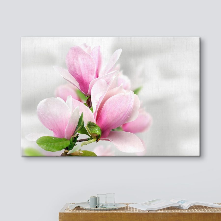 Magnolia rose en fleurs