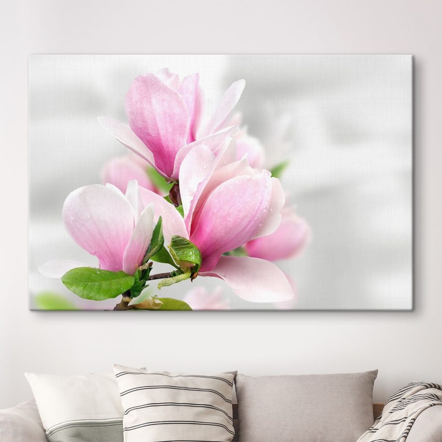 Magnolia rose en fleurs
