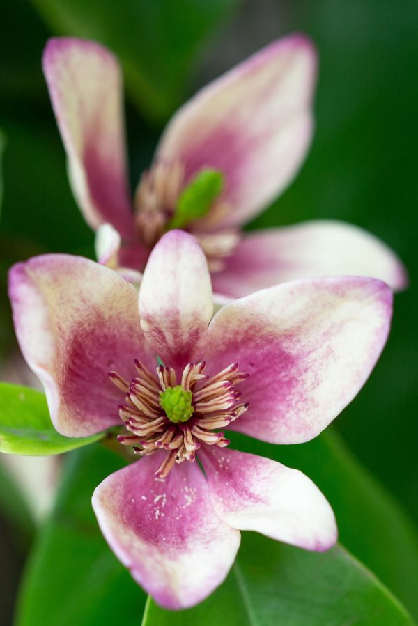Fleur délicate dans une mise au point douce Fleur délicate dans une mise au point douce