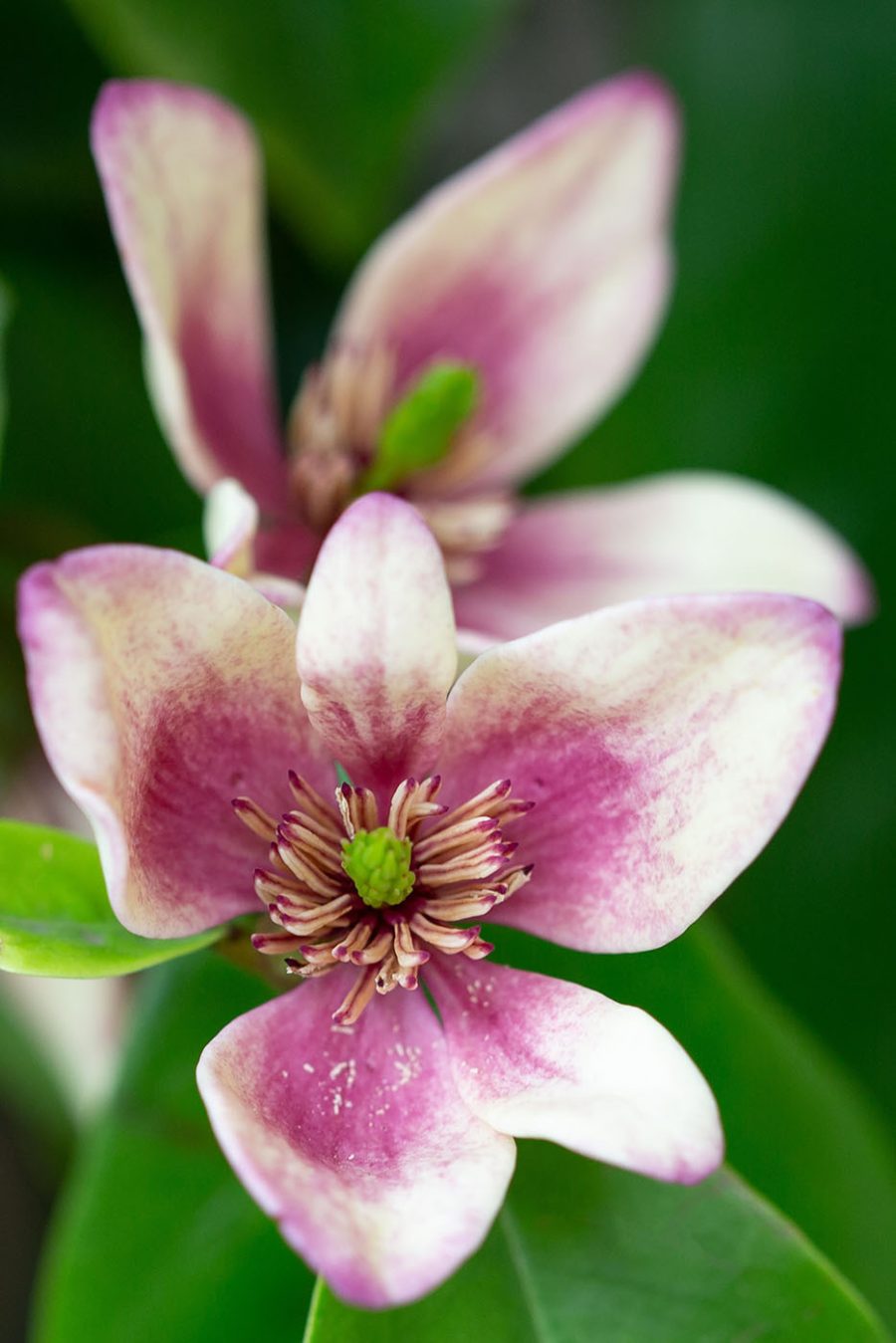 Fleur délicate dans une mise au point douce Fleur délicate dans une mise au point douce