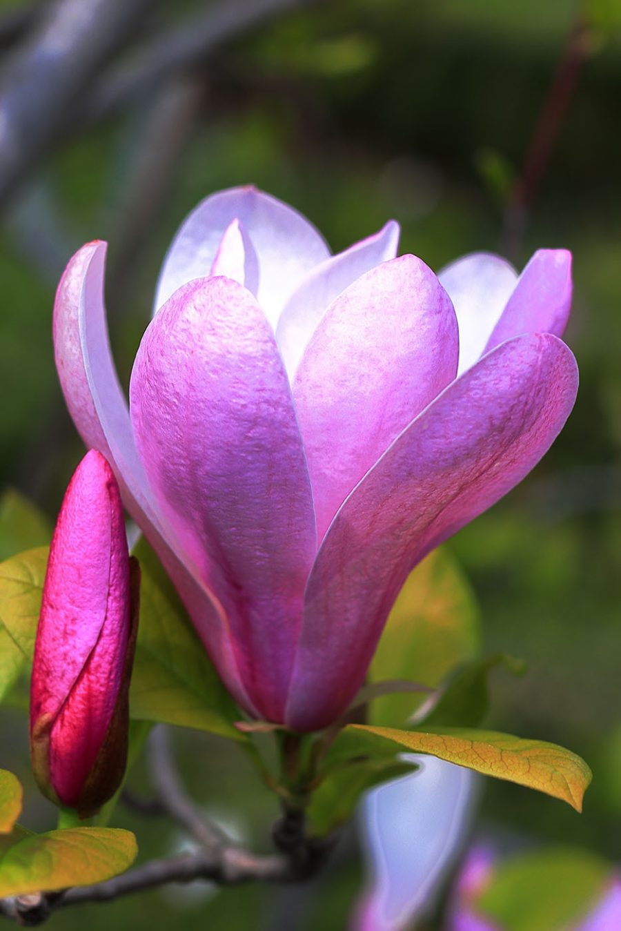 Magnolia : La gracieuse floraison de la nature