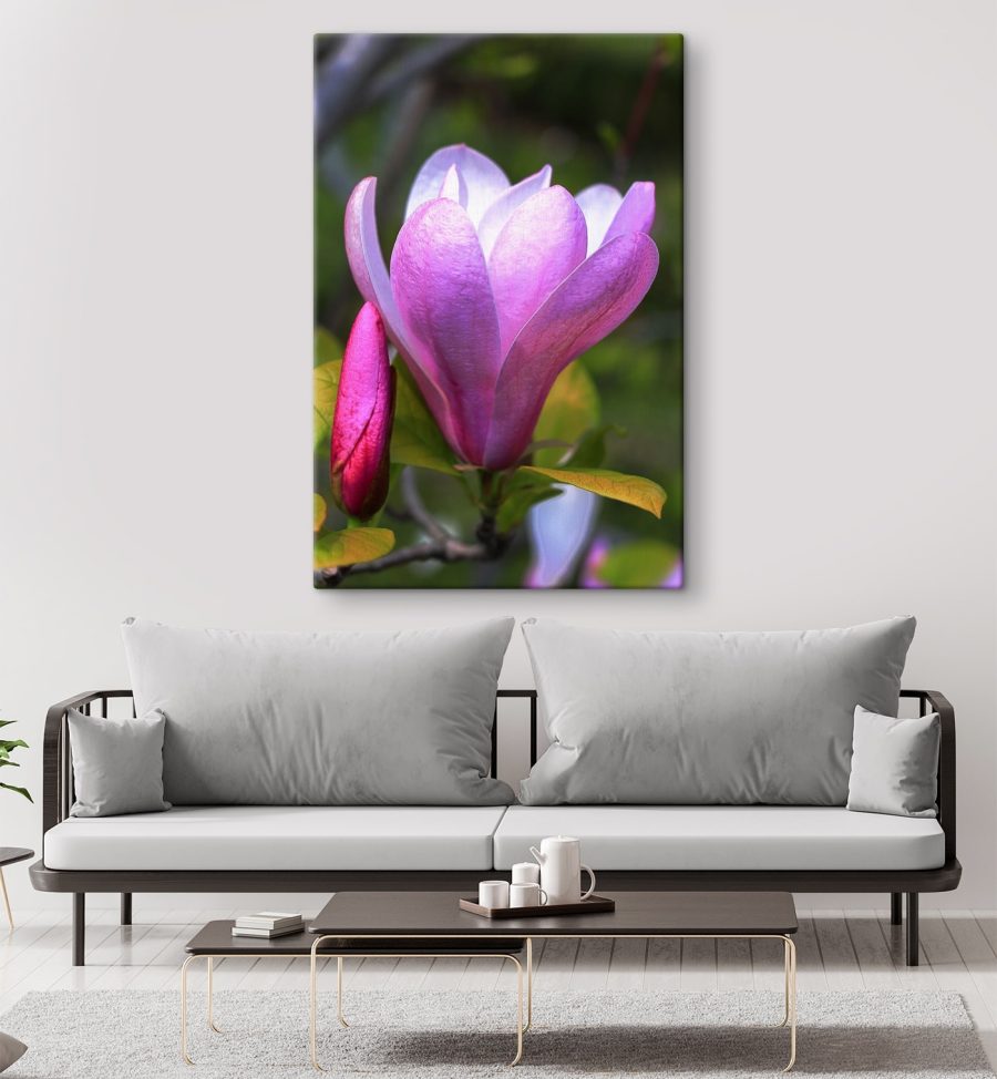 Magnolia : La gracieuse floraison de la nature