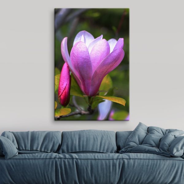 Magnolia : La gracieuse floraison de la nature Magnolia : La gracieuse floraison de la nature