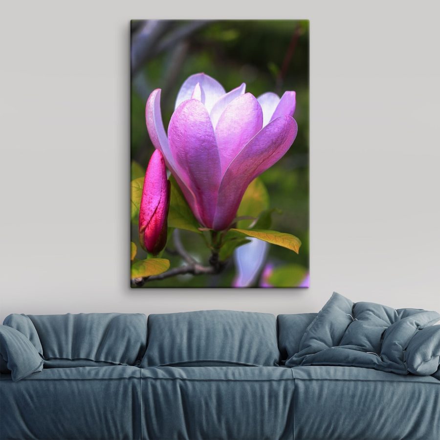 Magnolia : La gracieuse floraison de la nature
