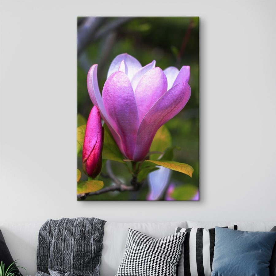 Magnolia : La gracieuse floraison de la nature