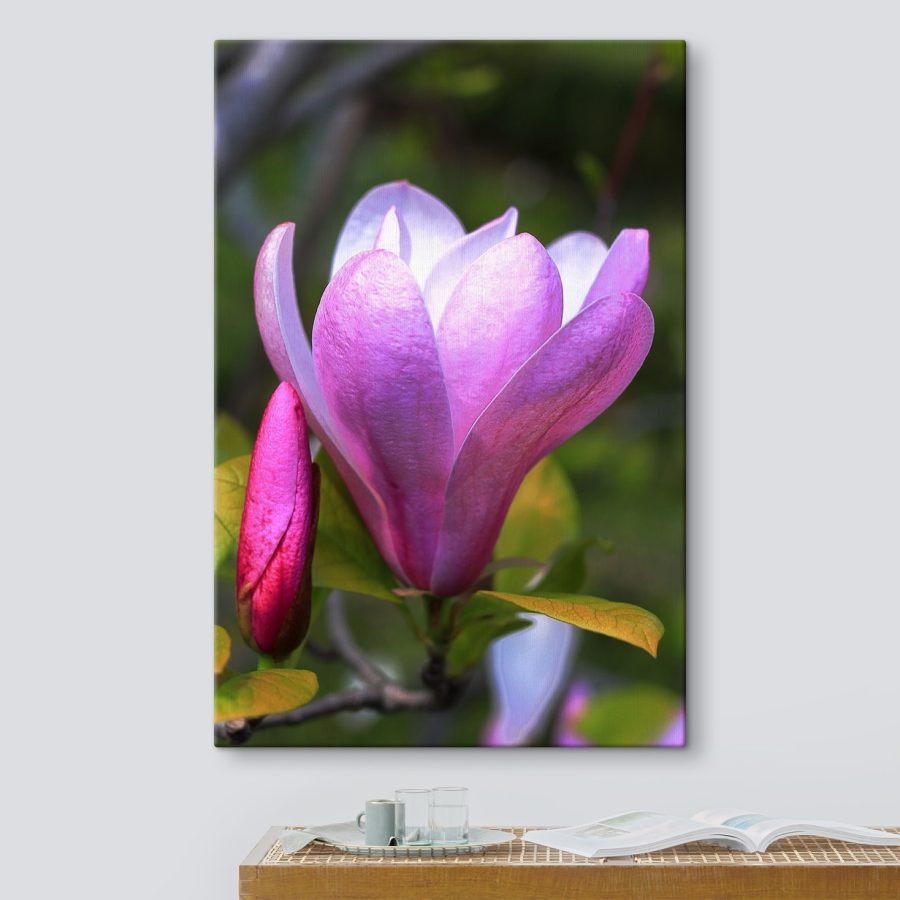 Magnolia : La gracieuse floraison de la nature