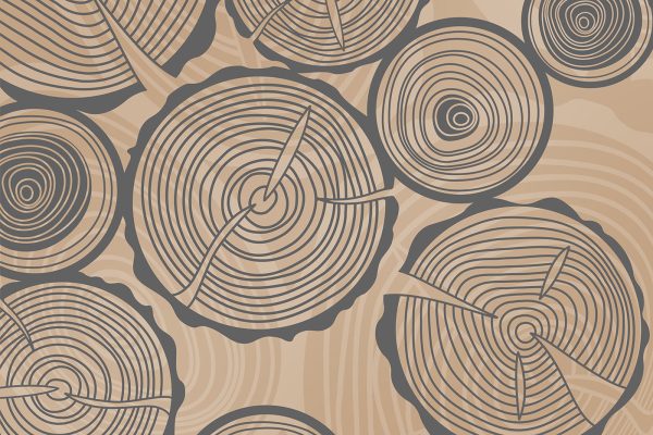Schéma des cernes de croissance des arbres Schéma des cernes de croissance des arbres