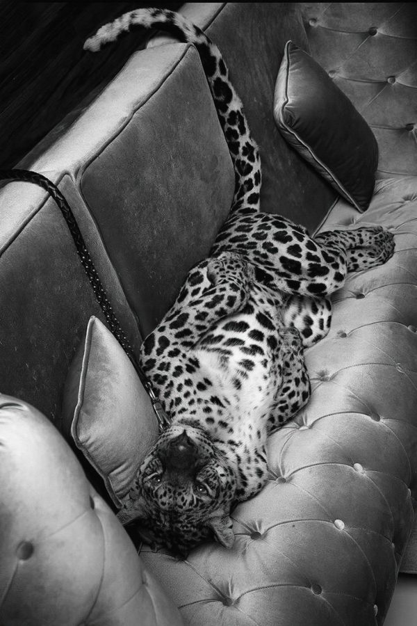 Léopard couché sur un canapé Léopard couché sur un canapé