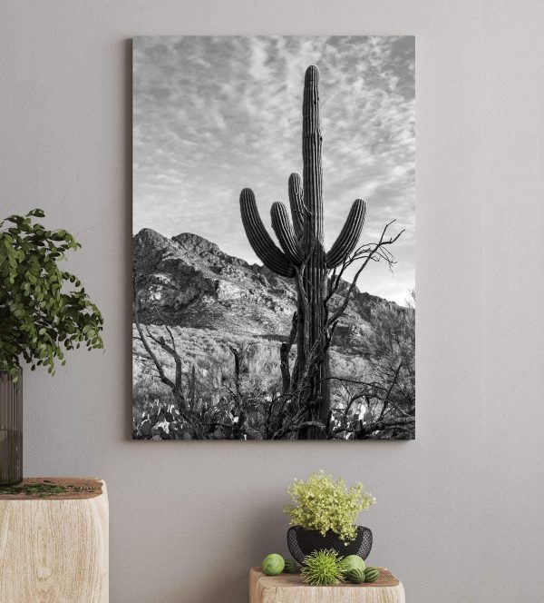Cactus dans le désert Tableaux Cactus dans le désert