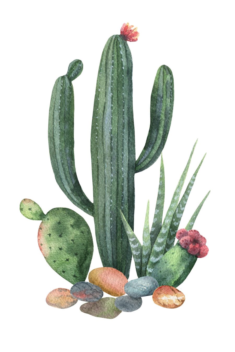 Aquarelle d'un cactus et de rochers Aquarelle d'un cactus et de rochers