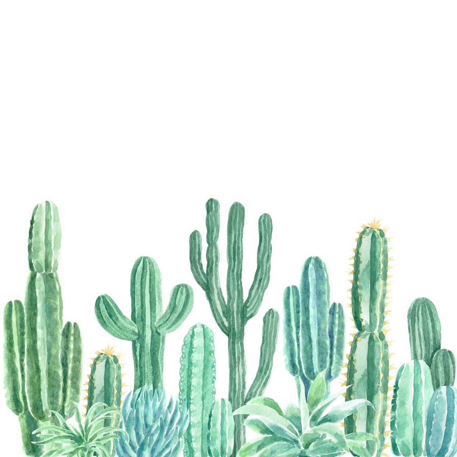 Groupe de cactus et de plantes grasses