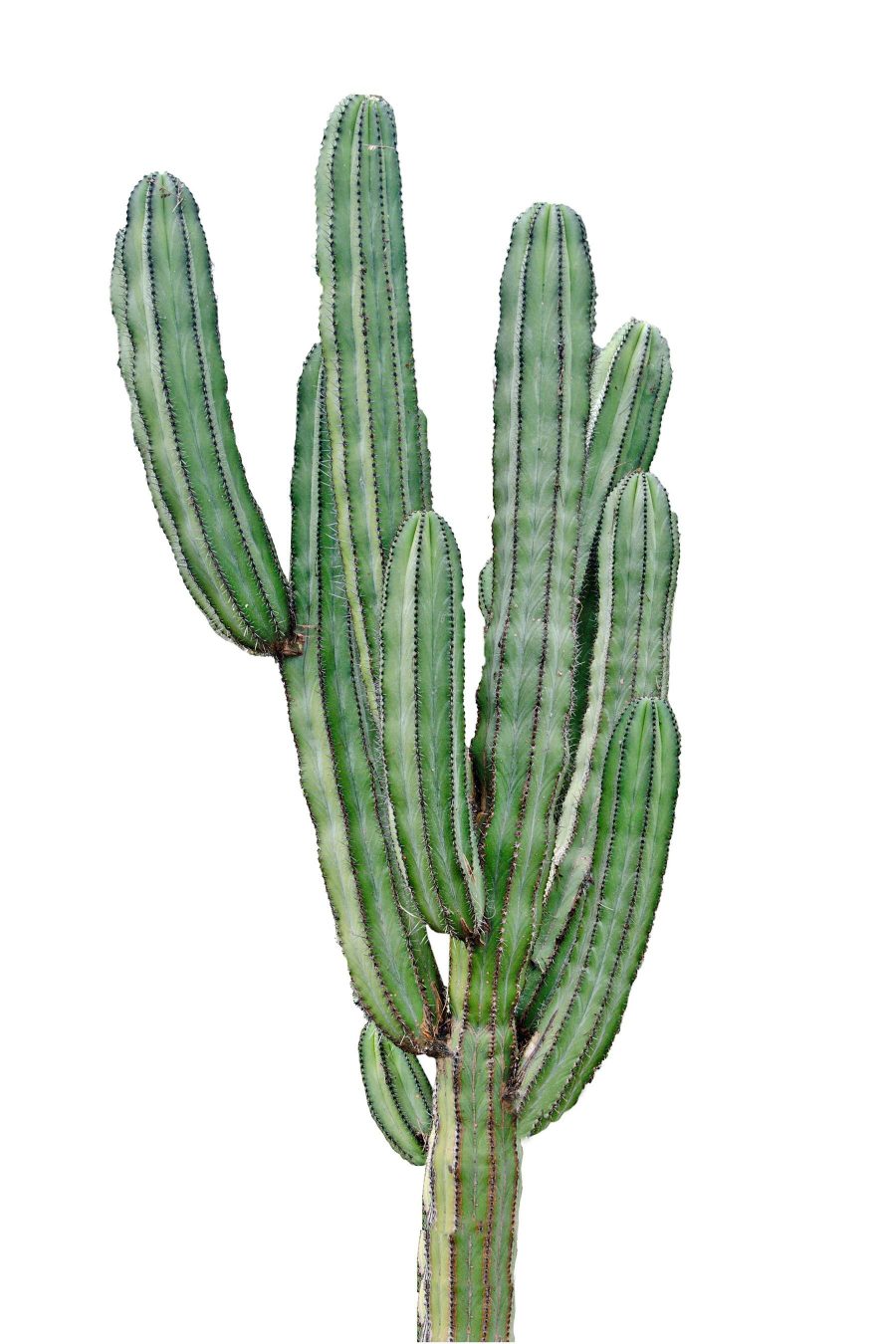 Cactus à longues tiges vertes et fines