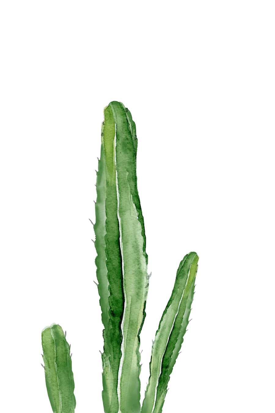 Cactus vert à longues tiges