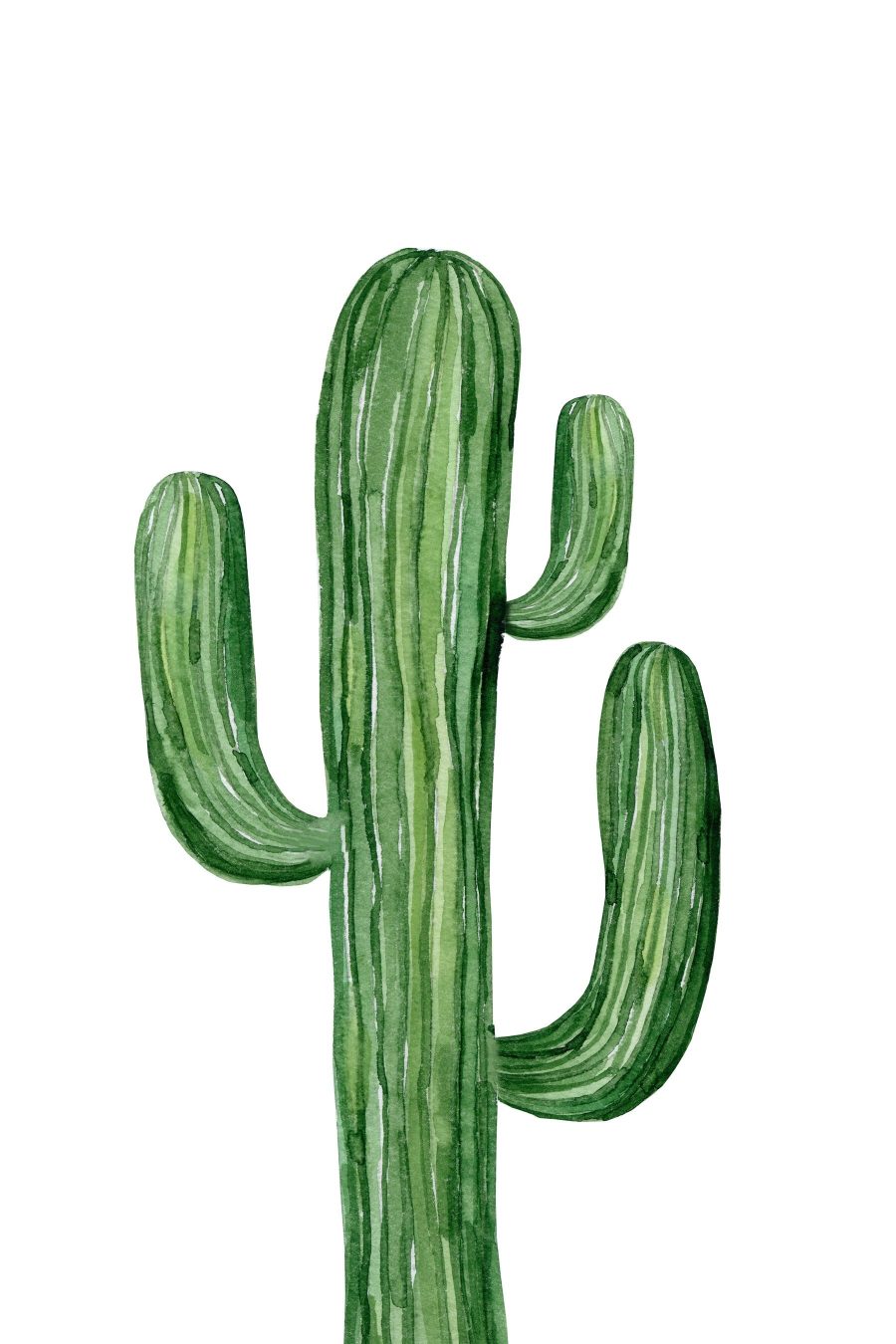 Cactus vert sur fond blanc Cactus vert sur fond blanc