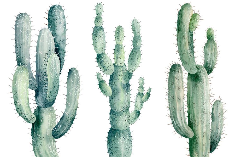 Groupe de cactus sur fond blanc Groupe de cactus sur fond blanc