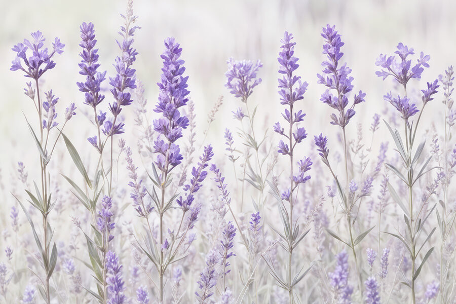 Groupe de fleurs violettes