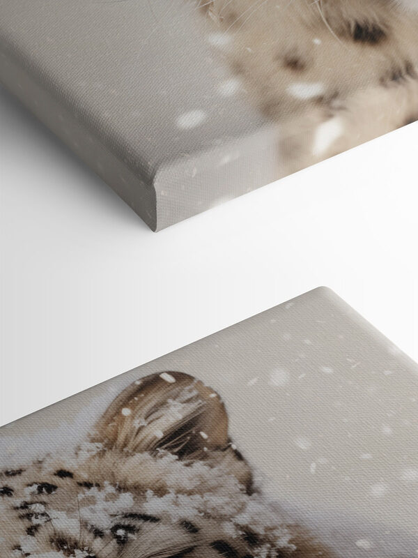 Léopard des neiges avec de la neige sur la tête Léopard des neiges avec de la neige sur la tête