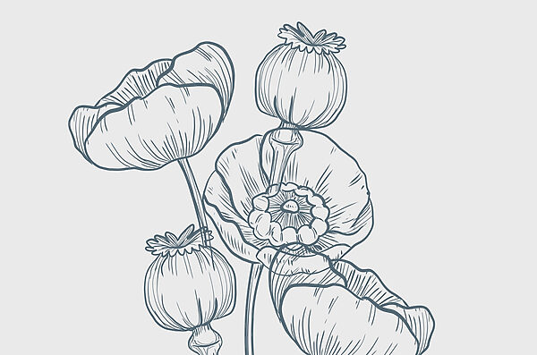 Dessin de fleurs et de bourgeons Dessin de fleurs et de bourgeons
