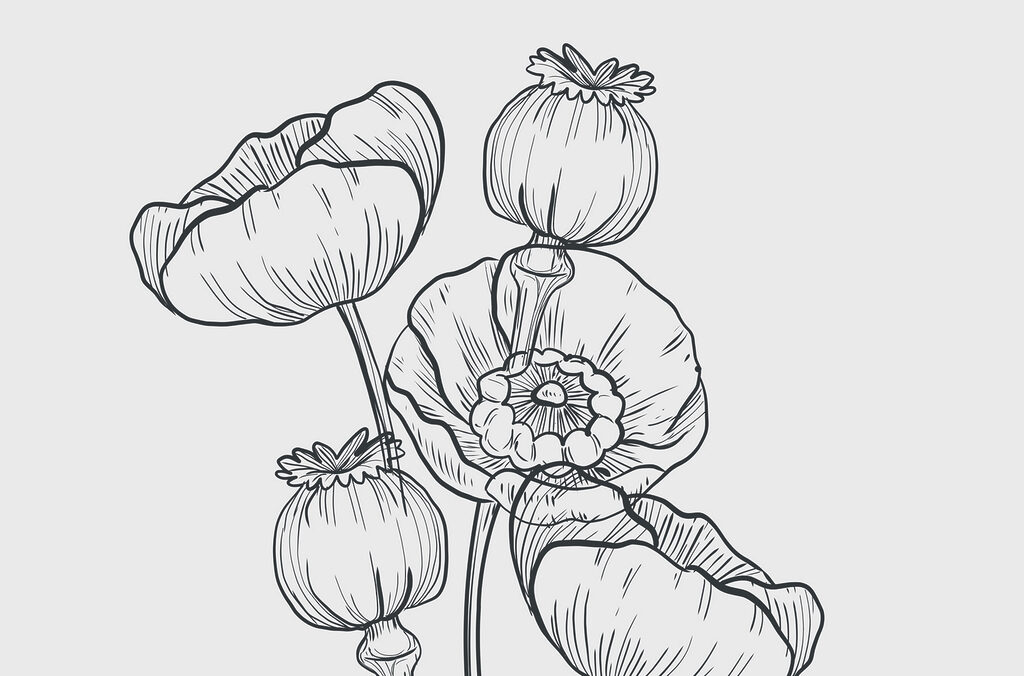 Dessin de fleurs sur fond blanc Dessin de fleurs sur fond blanc