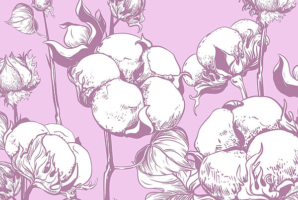 Fleurs de coton sur une toile de fond douce Fleurs de coton sur une toile de fond douce