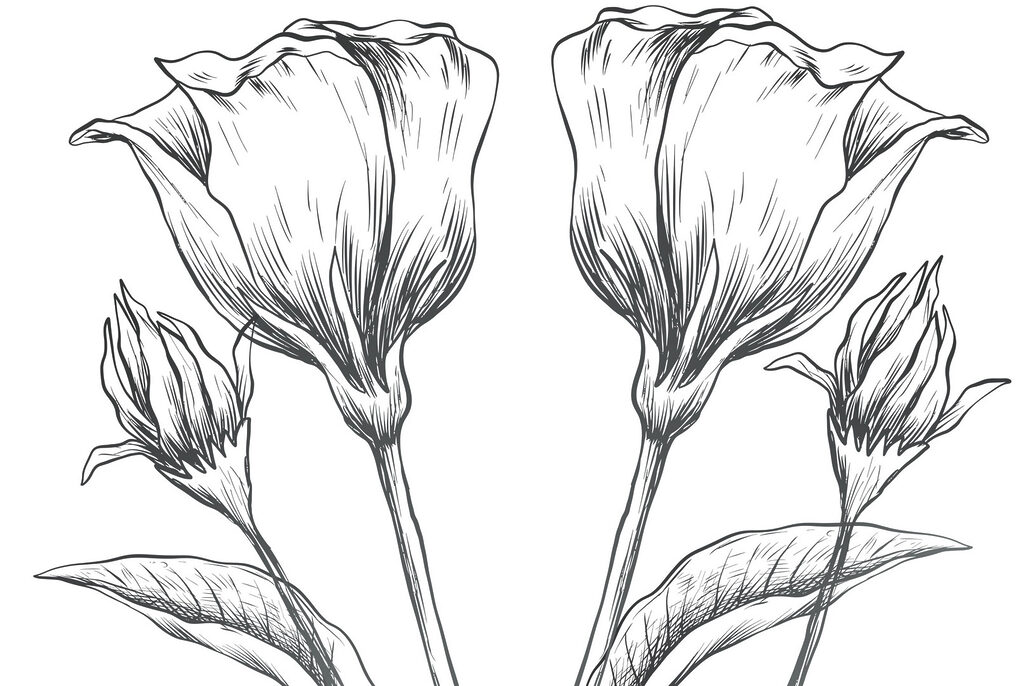 Dessin de fleurs sur fond blanc Dessin de fleurs sur fond blanc