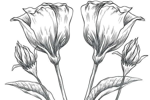 Dessin de fleurs sur fond blanc Dessin de fleurs sur fond blanc